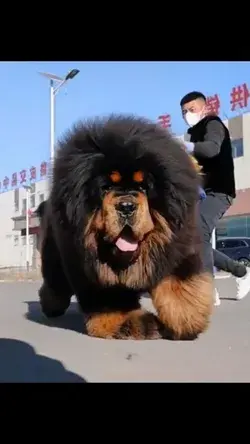 "Meet the Majestic Tibetan Mastiff: A Breed Guide" loyal dogs