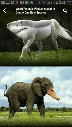most funniest animals hybrid animals mythicals