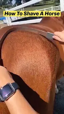 How To Shave A Horse-Interesting horse farm