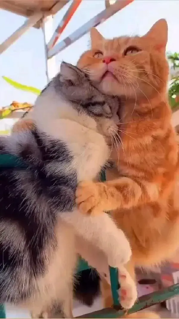 Cats || Sleepy Cats || Cat's Love