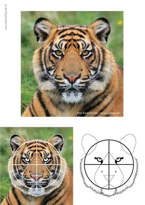 Roar with Creativity: Effortless Tiger Drawing Made Easy!
