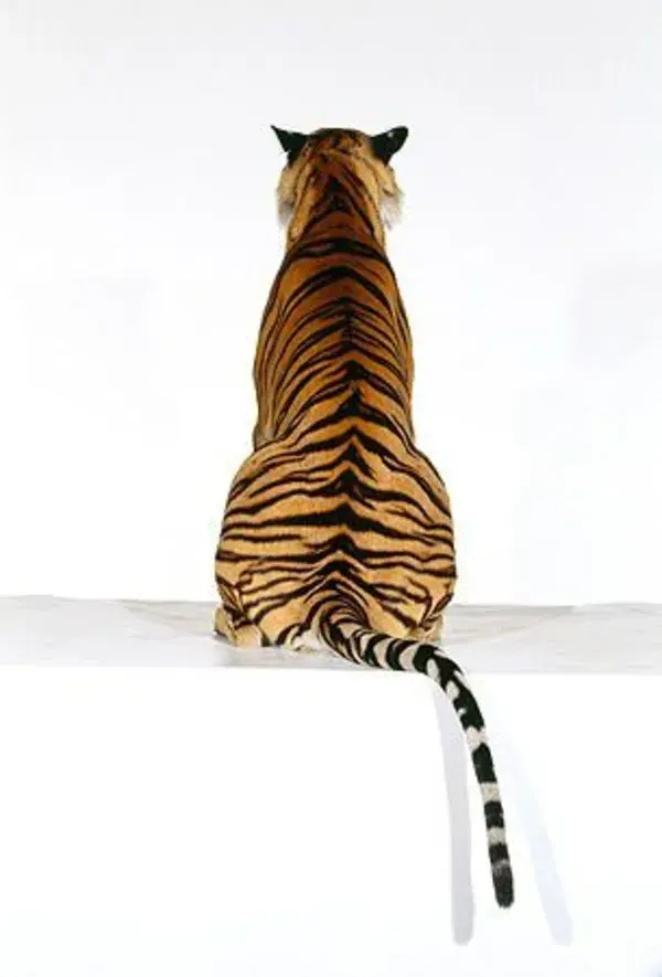 Roar with Creativity: Effortless Tiger Drawing Made Easy!