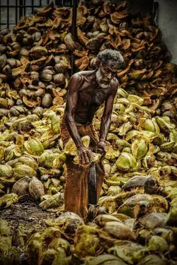 Removing Coconut Husk From Coconut