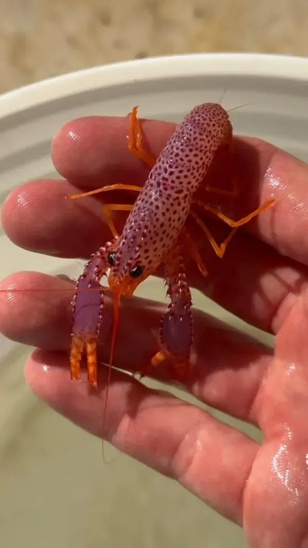 Adding aquarium fish to my saltwater pond!