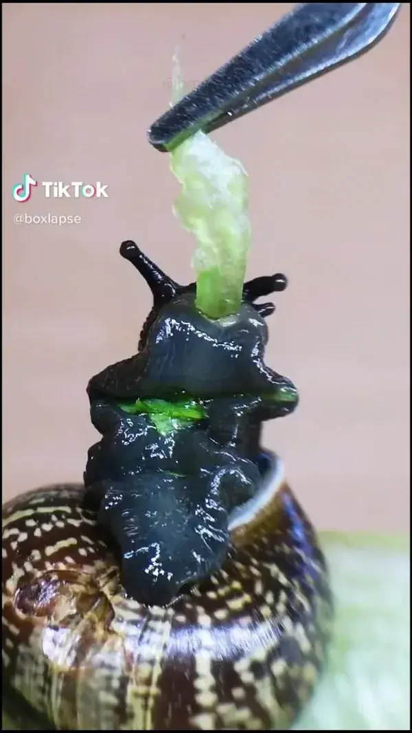 Edward the Snail feeding