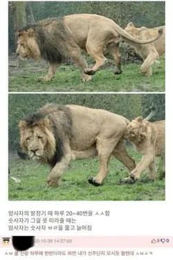 사자 번식기 글을 본 유부녀의 분노 댓글