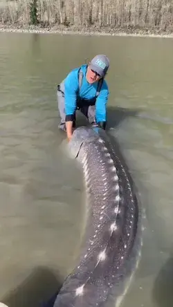 River Monster! An unbelievably large sturgeon fish in the Fraser River