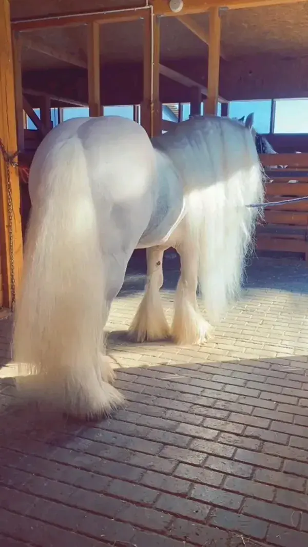 Beautiful White Horse. 🐴