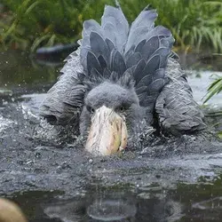 Shoebill Stork Visual Delights: Learn Amazing Facts in Video - Birds Tattoo Animals Wallpaper Nature