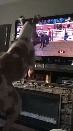 WOW 🤔🐶🐎🤣😂