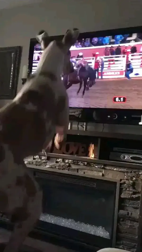 WOW 🤔🐶🐎🤣😂