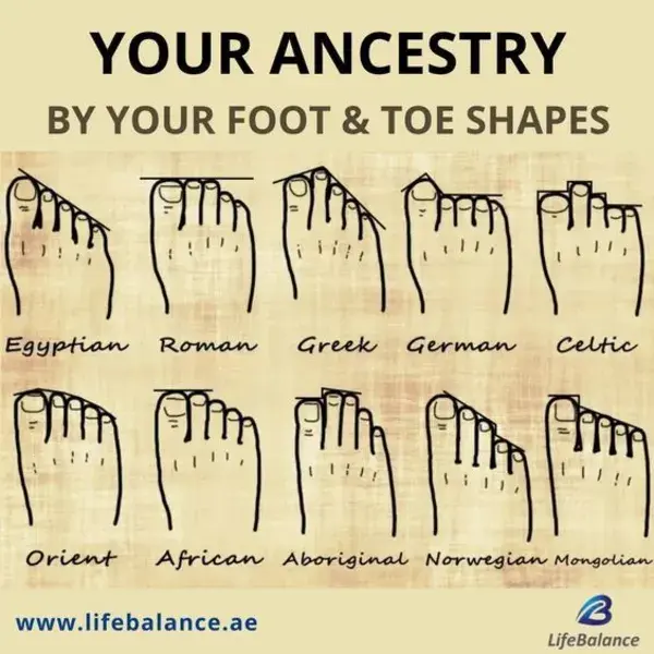 Morton's Foot Structure