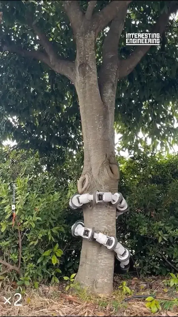 Robot snake climbs on tubes and trees by mimicking the mechanism of real snakes.