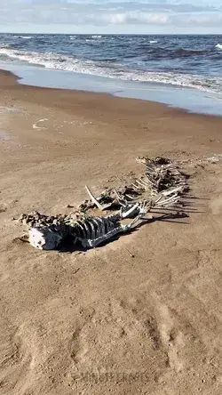 A big Siren skeleton found on the beach! What a discovery!