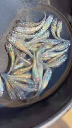 shiny fish