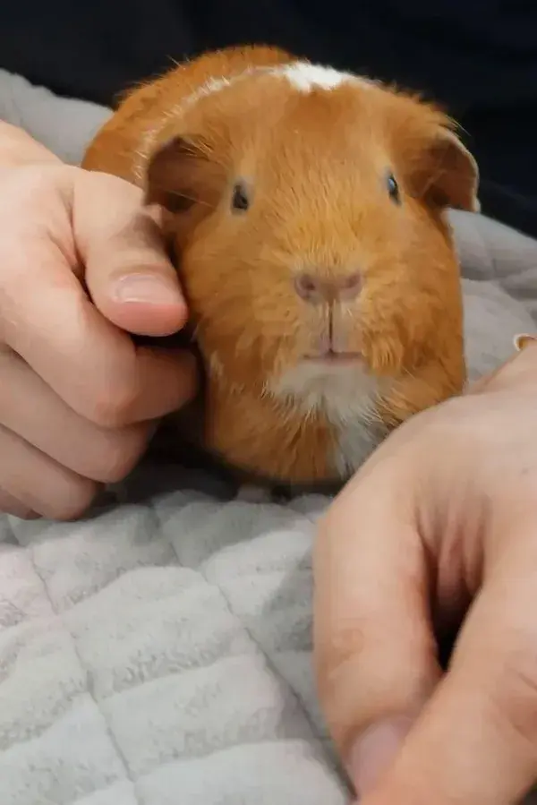 Floor Time Bonding with Cute Guinea Pig | Guinea Dad Liners & Pea Flakes