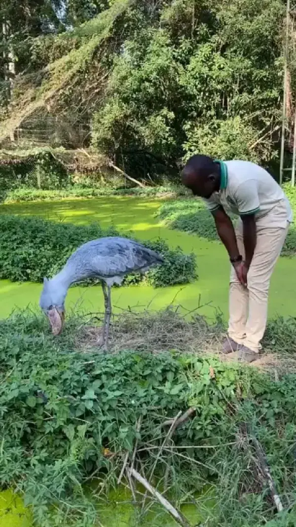 Awesome big bird 🕊️