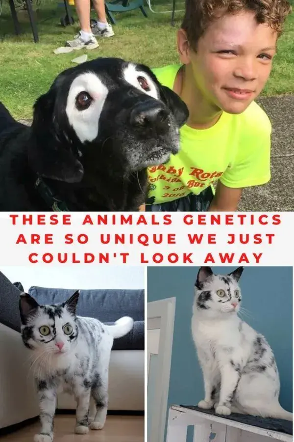 These Animals' Genetics Are so Unique We Just Couldn't Look Away