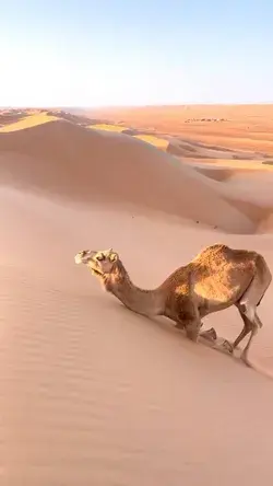 This is how the Camels the sand dunes
