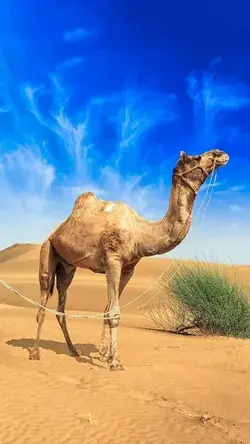 Beauty of Camel Caravans: A Spectacular Photo Journey - Watch Video -Animal Aesthetic Wallpaper Art