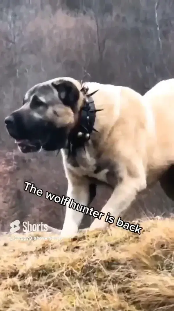 Kangal vs Wolves: Wolf and Pitbull Hunter Dog Fight