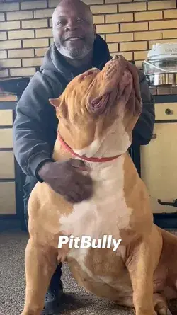 PitBully