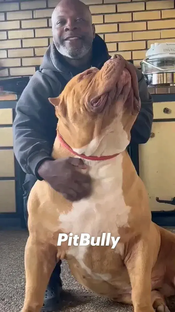 PitBully