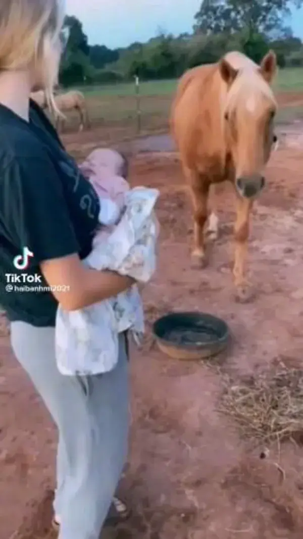 Horse with baby 💖