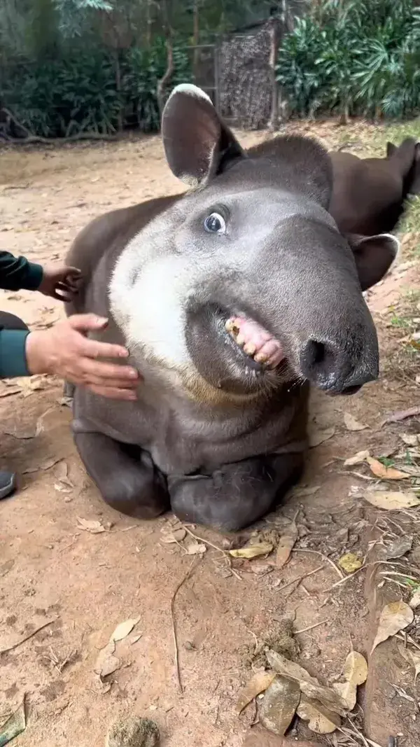 He love scratches 🥰😂