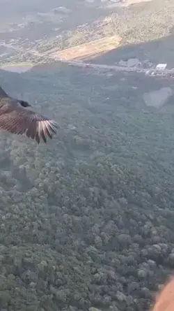 Man and bird met up on the sky. collected from pinterest