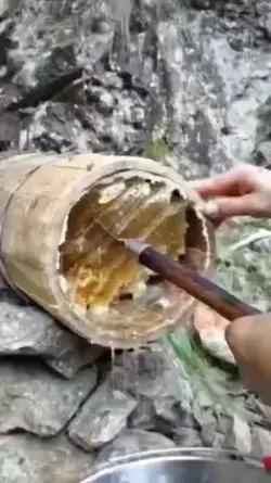 Honey Collecting