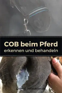 COB beim Pferd erkennen und behandeln