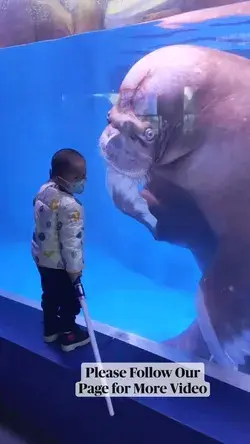 Cute Seal Playing With Child 😍