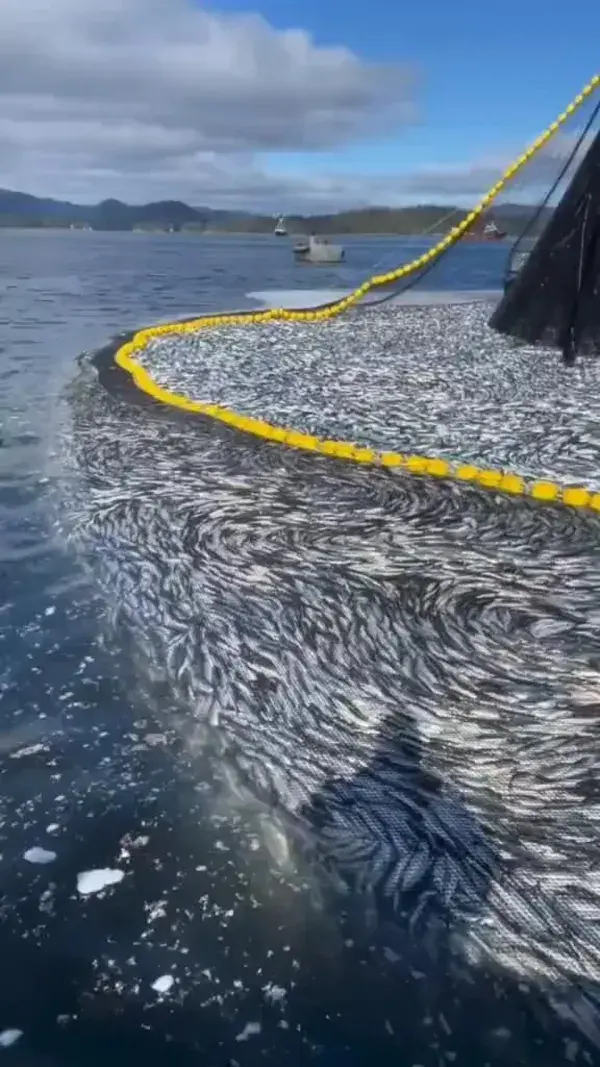 Hundreds / millions of sardines caught in fishing nets 🤔