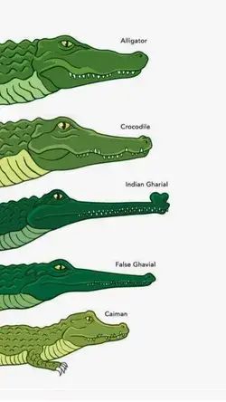 Crocodile/Alligator
