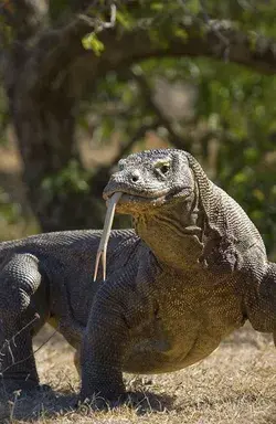 Komodo Dragons: A Photographic Journey into Realm of These Living Legends - animal tattoo aesthetic