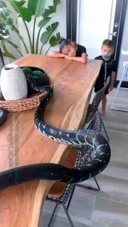 🐍Boelen’s Python 📹 by @snakemasterexotics .