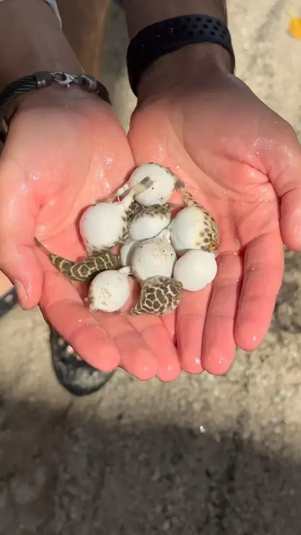 Baby Puffer Fish🐡