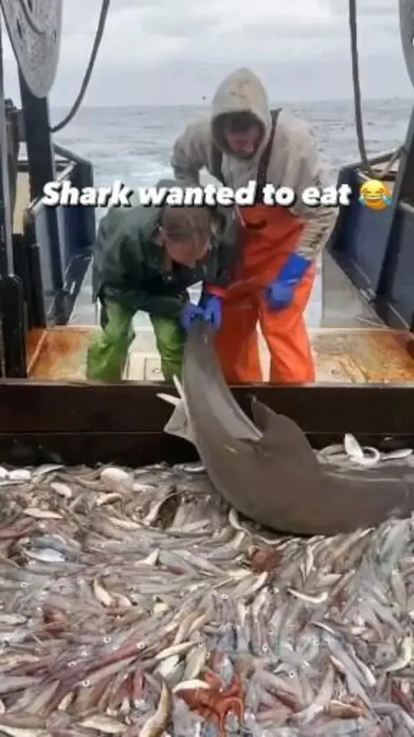 Shark still wanted to eat😂