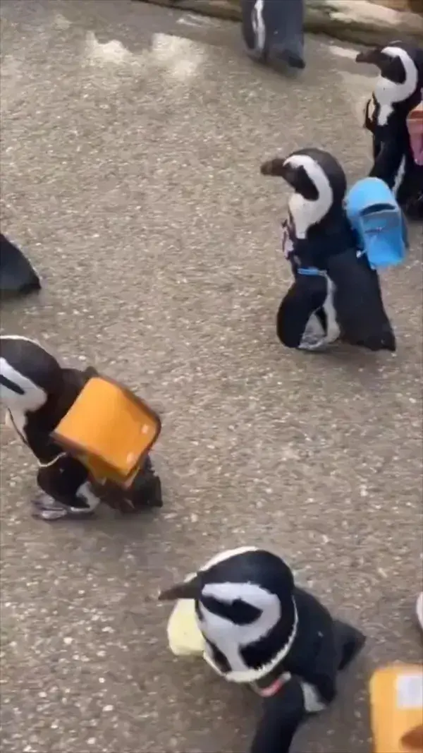 penguins go on vacation