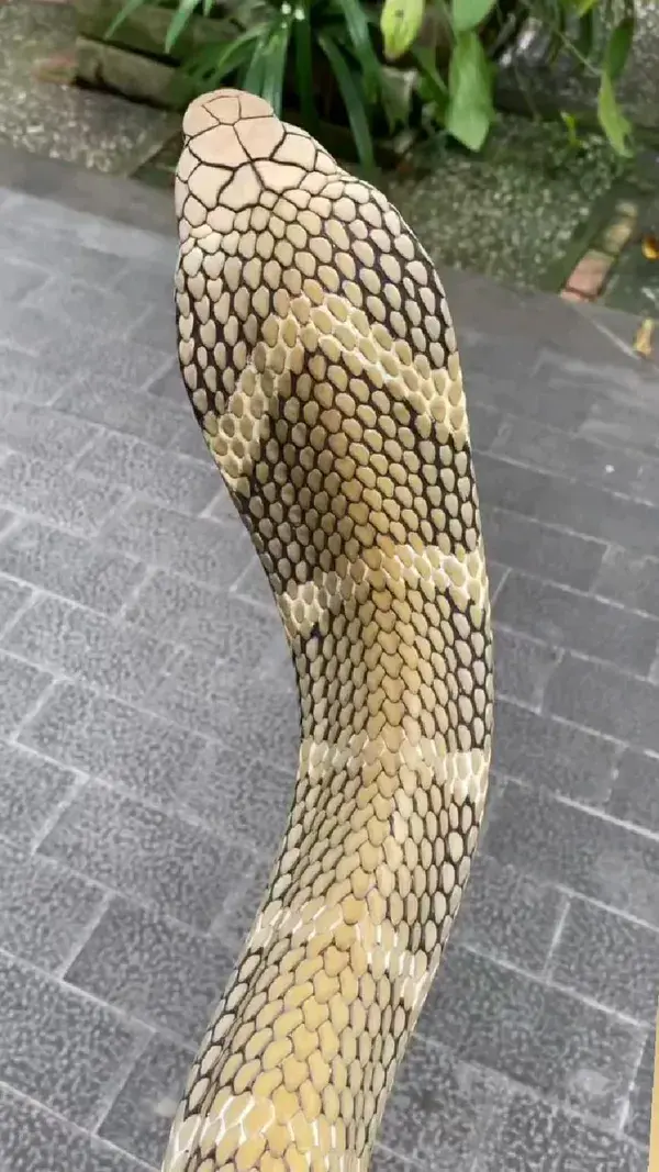 King Cobra