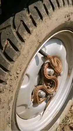 Snake on wheel