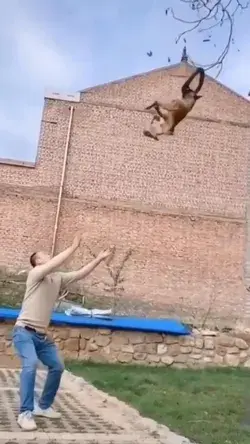 high tha dog 🐶jumping 🐶💗😲.....  😍amazing....