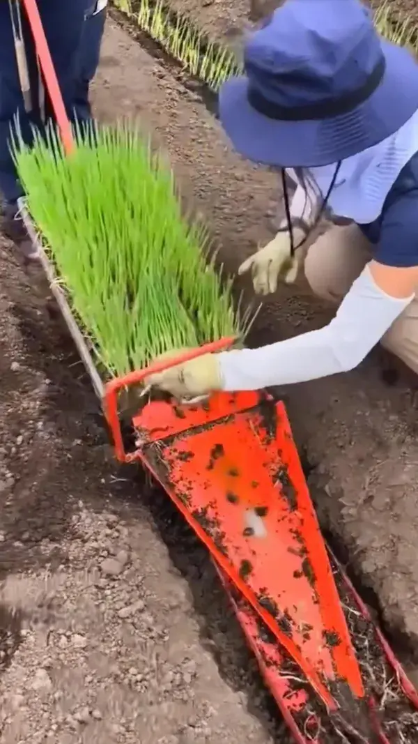 Using a paper pot transplanter can help farmers save a lot of labor and time for transplanting.