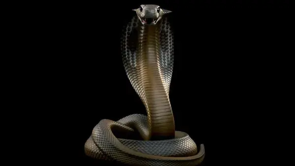 A King Cobra Snake Rising Stock Footage Video