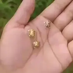 Little golden beetles