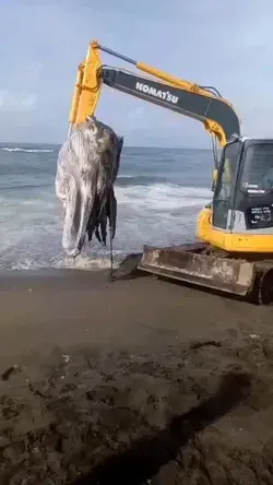 The process of evacuating the whale carcass at Munggu Beach, Thursday 19/1