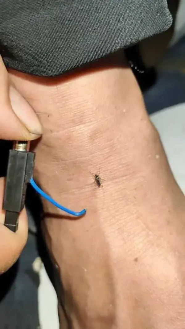 Electricity injection for mosquitoes