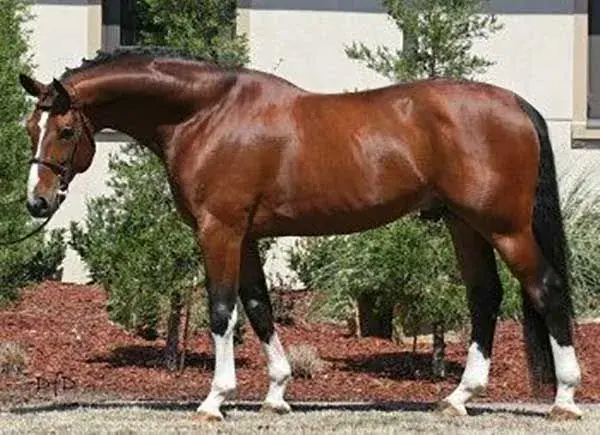 Apiro | 2000 Bavarian Warmblood Stallion