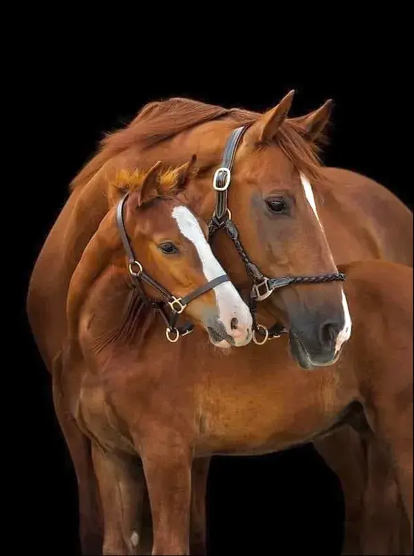 Chestnut Mare and Foal